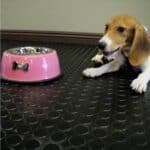 Colorful pet feeding bowl on rubber flooring with a playful dog laying nearby. Durable flooring suitable for homes and pet spaces.