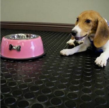 Colorful pet feeding bowl on rubber flooring with a playful dog laying nearby. Durable flooring suitable for homes and pet spaces.